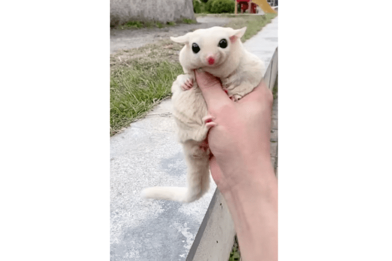 Sugar Glider Lifespan