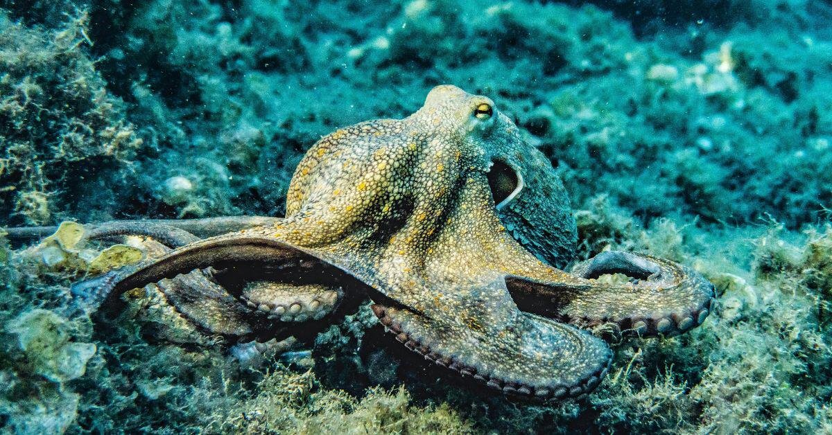 The Clever Arms of the Octopus